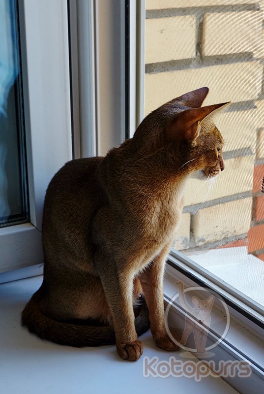 Сетка на окне не даст кошке выпрыгнуть в окошко