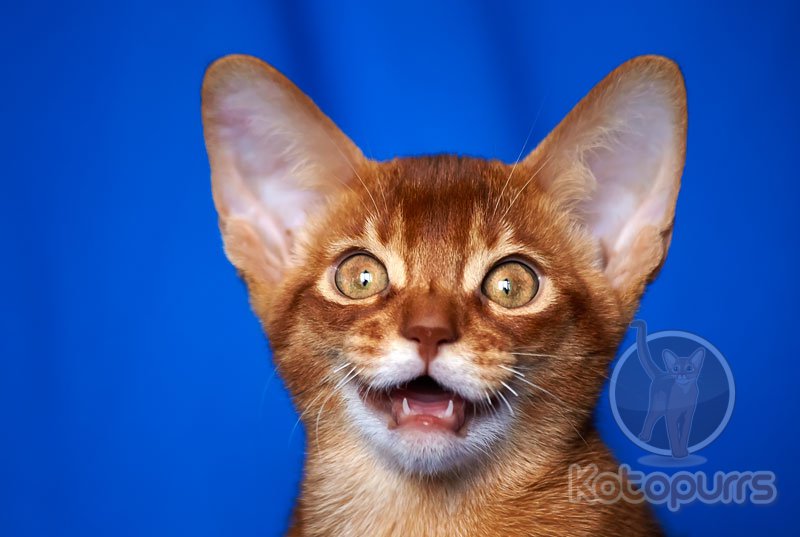 Абиссинский котенок Kyle Kotopurrs
