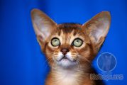 Абиссинский котенок Lara Kotopurrs