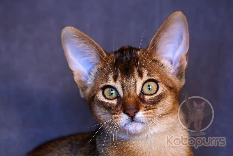 Абиссинский котенок Murlene Noel Kotopurrs