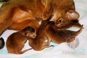 Котята Ariel Wild Grace, M litter Новорожденные абиссинские котята
