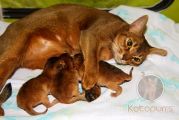 Котята Ariel Wild Grace, M litter Новорожденные абиссинские котята
