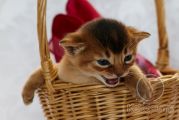 Абиссинский котенок Murchello Noel Kotopurrs