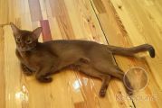 Абиссинский кот Kyle Kotopurrs в новом доме